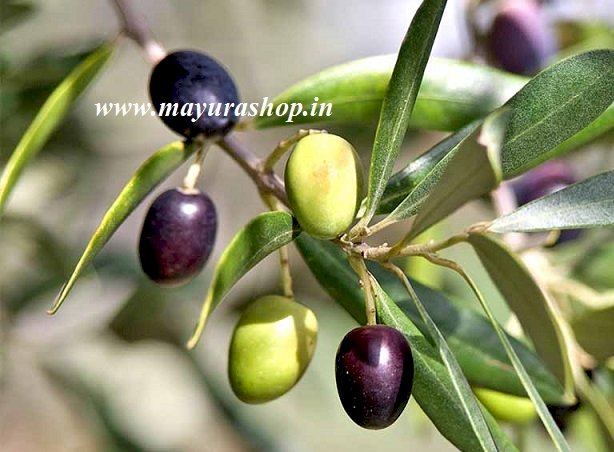 olive plant