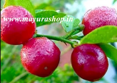 Red Lemon Plant