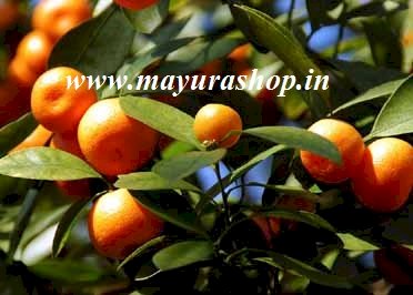 Sweet Lemon - israel orange
