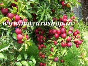 blums fruits plant