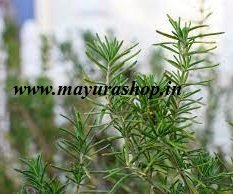 Rose Mery Plant