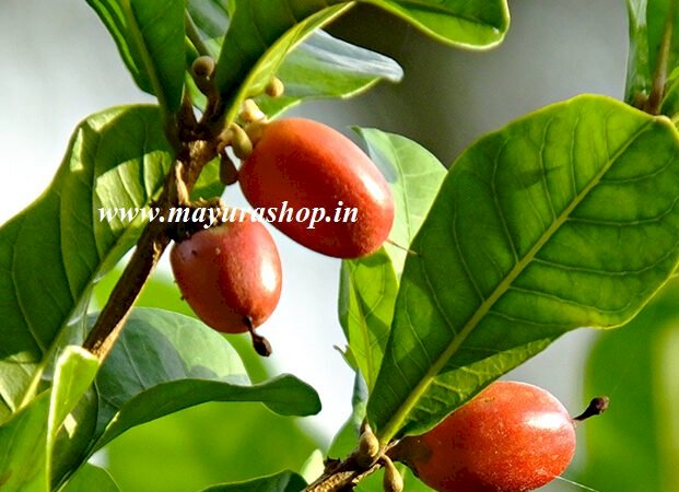 Miracle Fruit Plant  