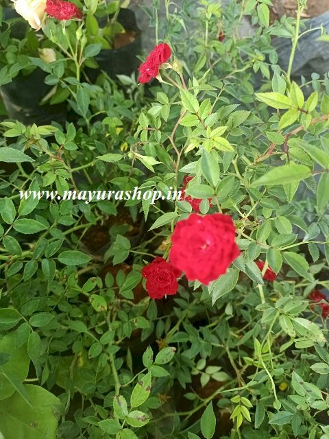 Red Cascate Rose 