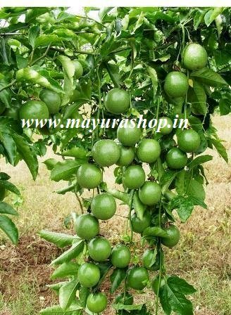 Passion Fruit-பேஷன் பழம்