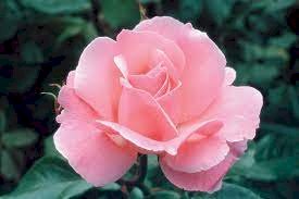 Queen elizabeth rose