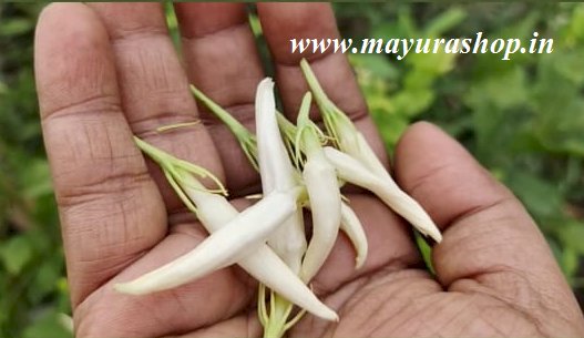 ramar mullai Plant