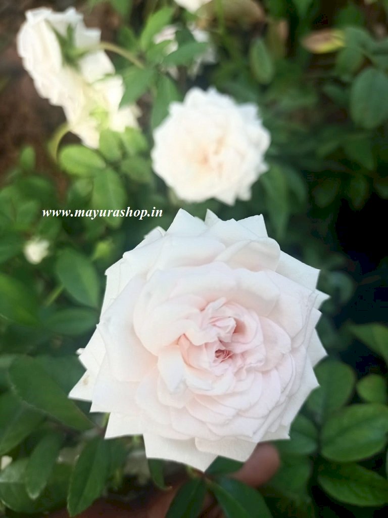 Skin Rose Plant