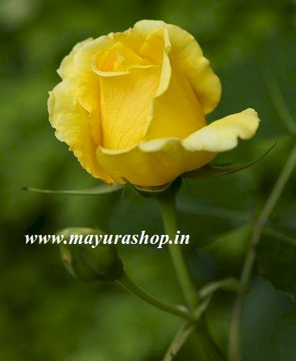 Bangalore Rose - Yellow