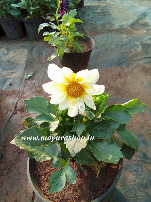 Mini dahlia White Color