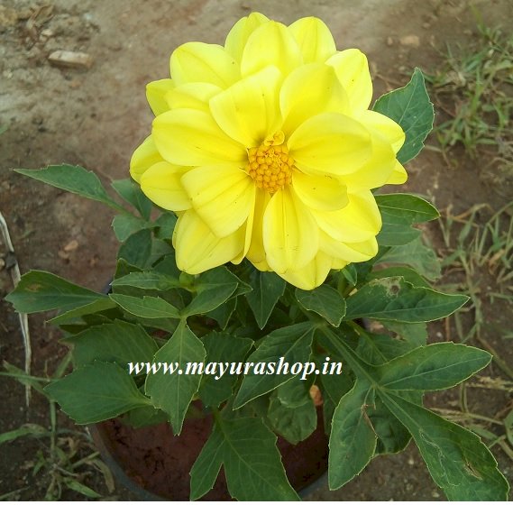 Mini dahlia Yellow Color