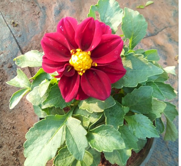 Mini dahlia Red Color