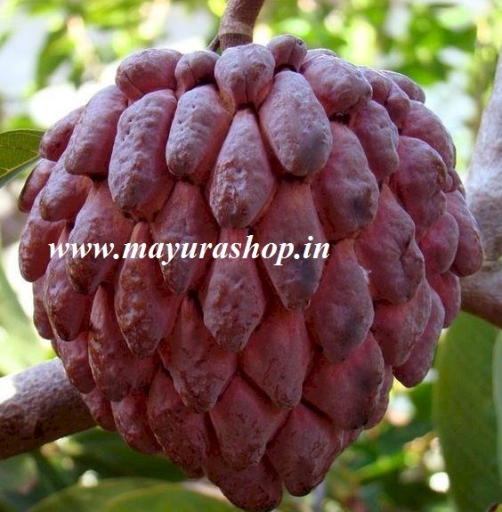 சிவப்பு சீதாப்பழம் செடி
