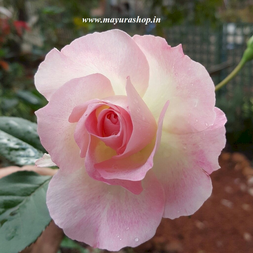Seduction rose Pink 