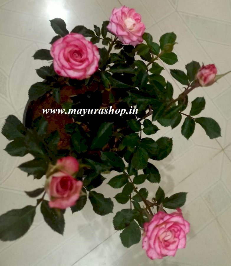 double delight rose 