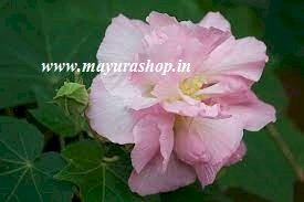 Changing Rose