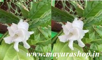 அடுக்கு நந்தியாவட்டை பூ