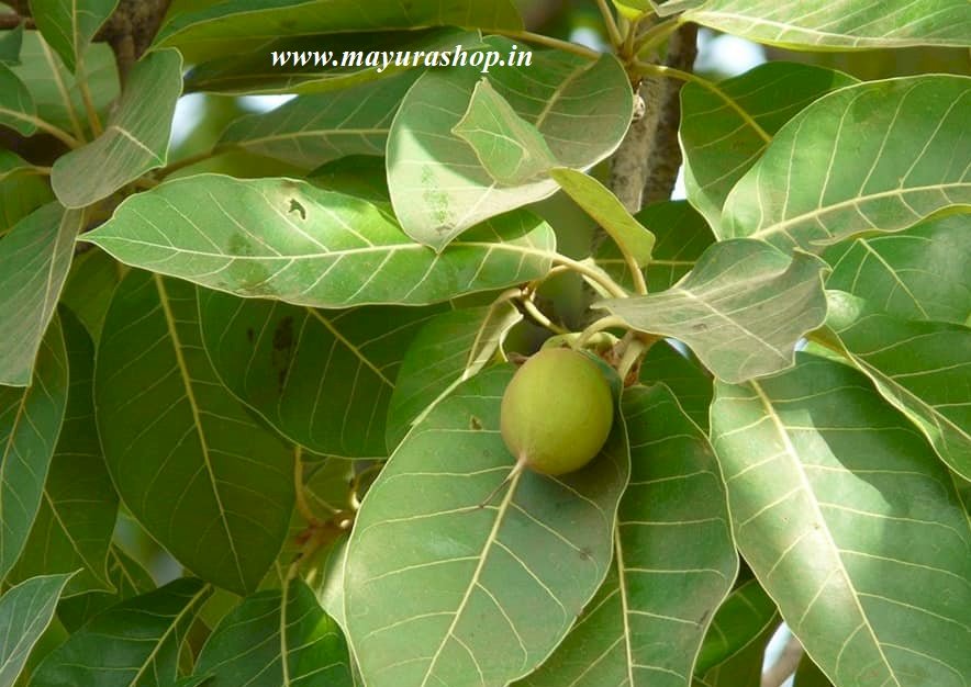 இலுப்பை மரம்