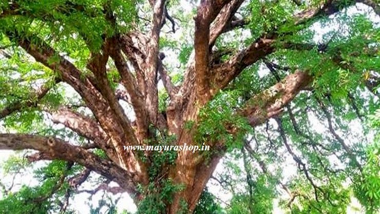 கரும் கருங்காலி