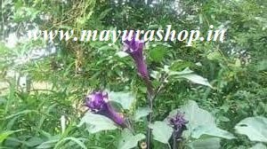 கரு ஊமத்தை  மூலிகை