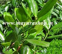 சர்வ சுகந்தி 