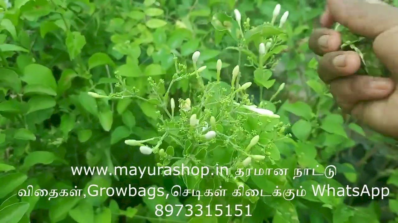 பச்சை காம்பு முல்லை