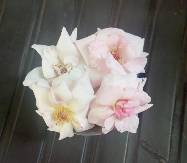 Jothi Rose Plant