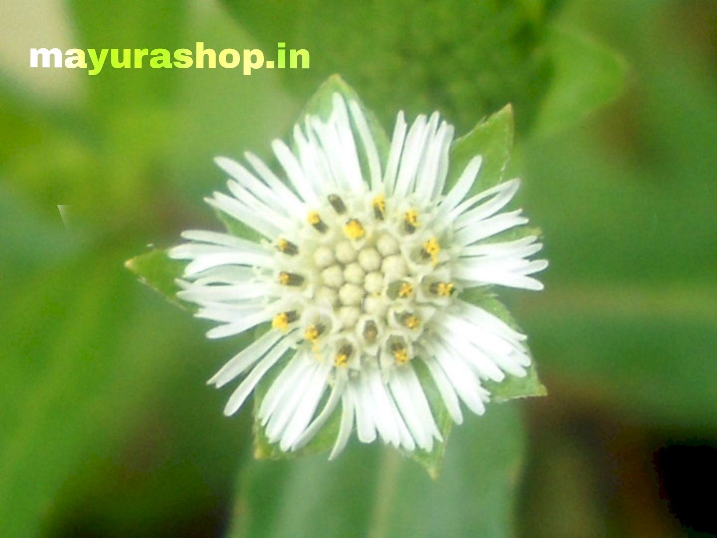 வெண்கரிசலை மூலிகை