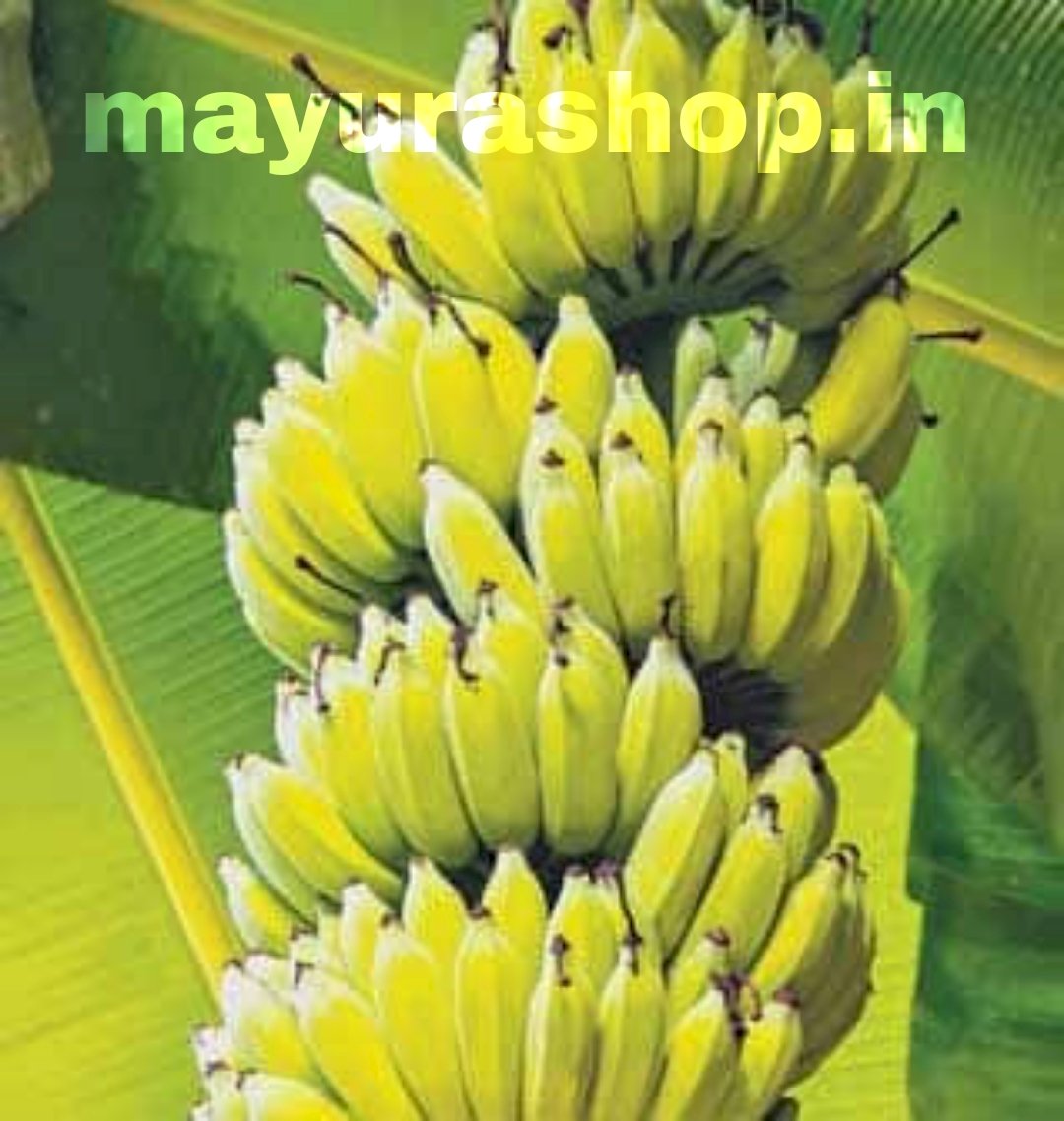 கதலி வாழை