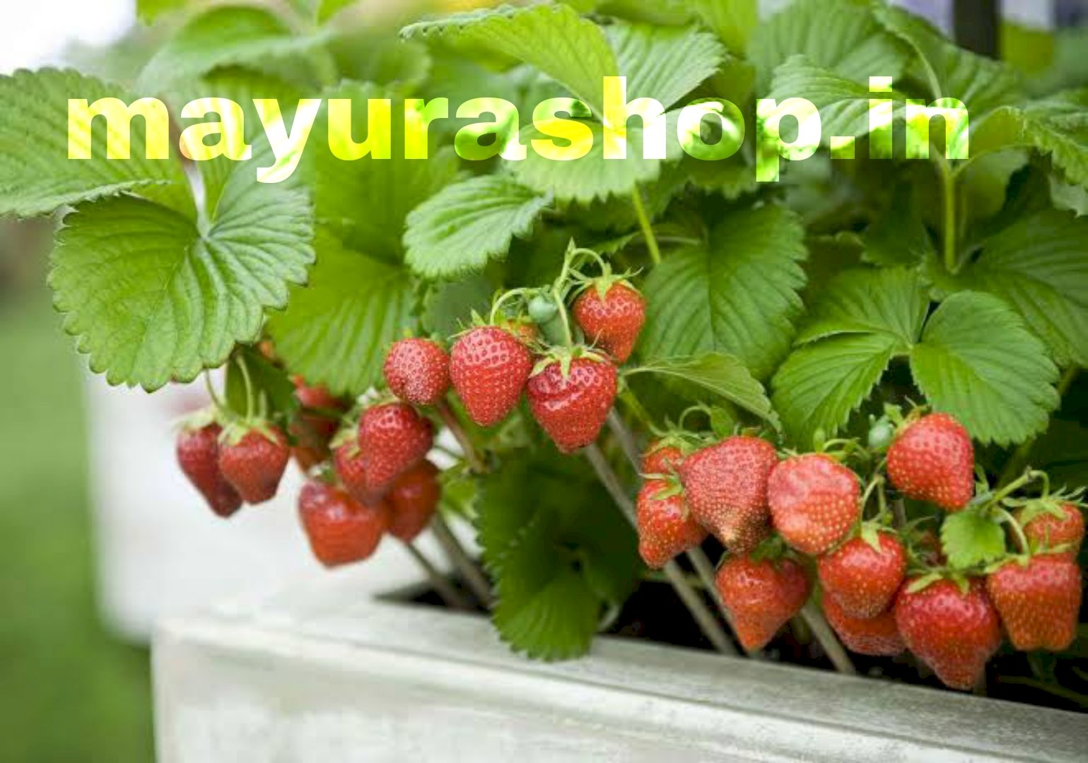 Strawberry Plant