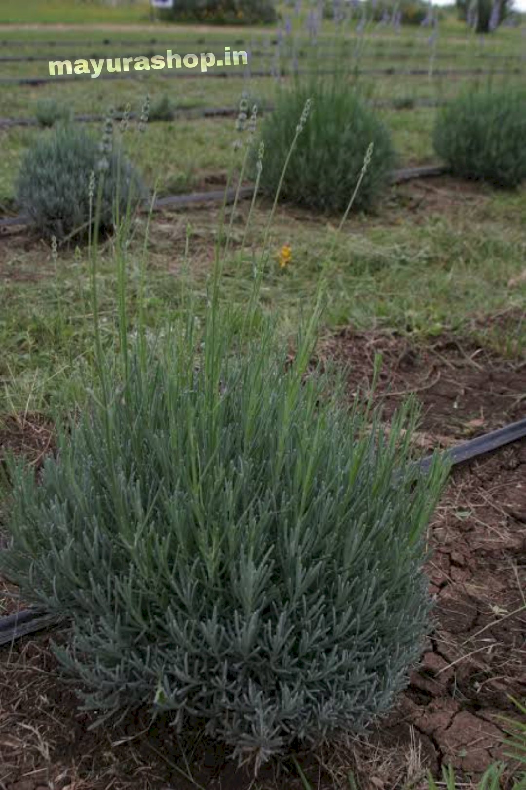 land lavender plant