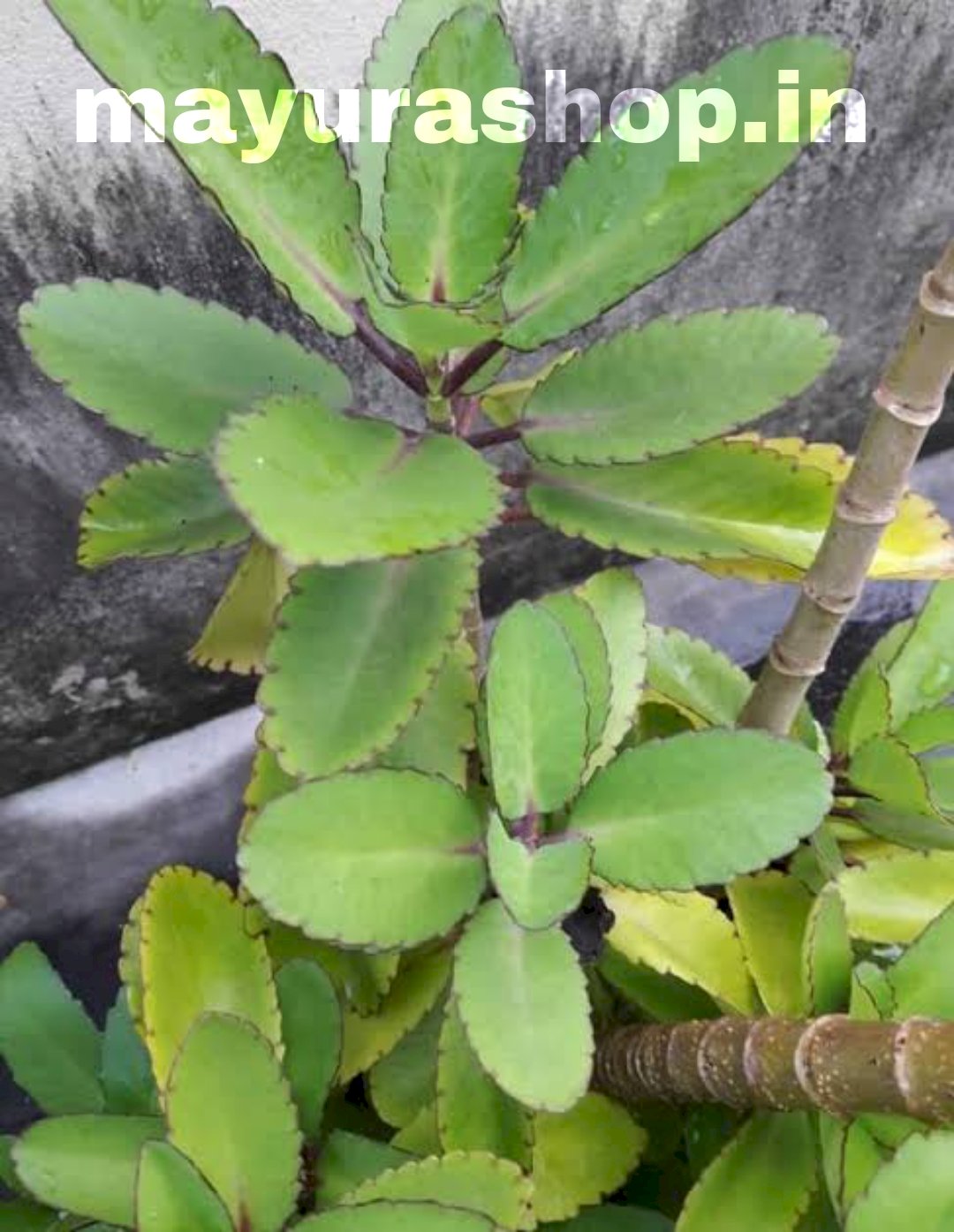 ரணகள்ளி 