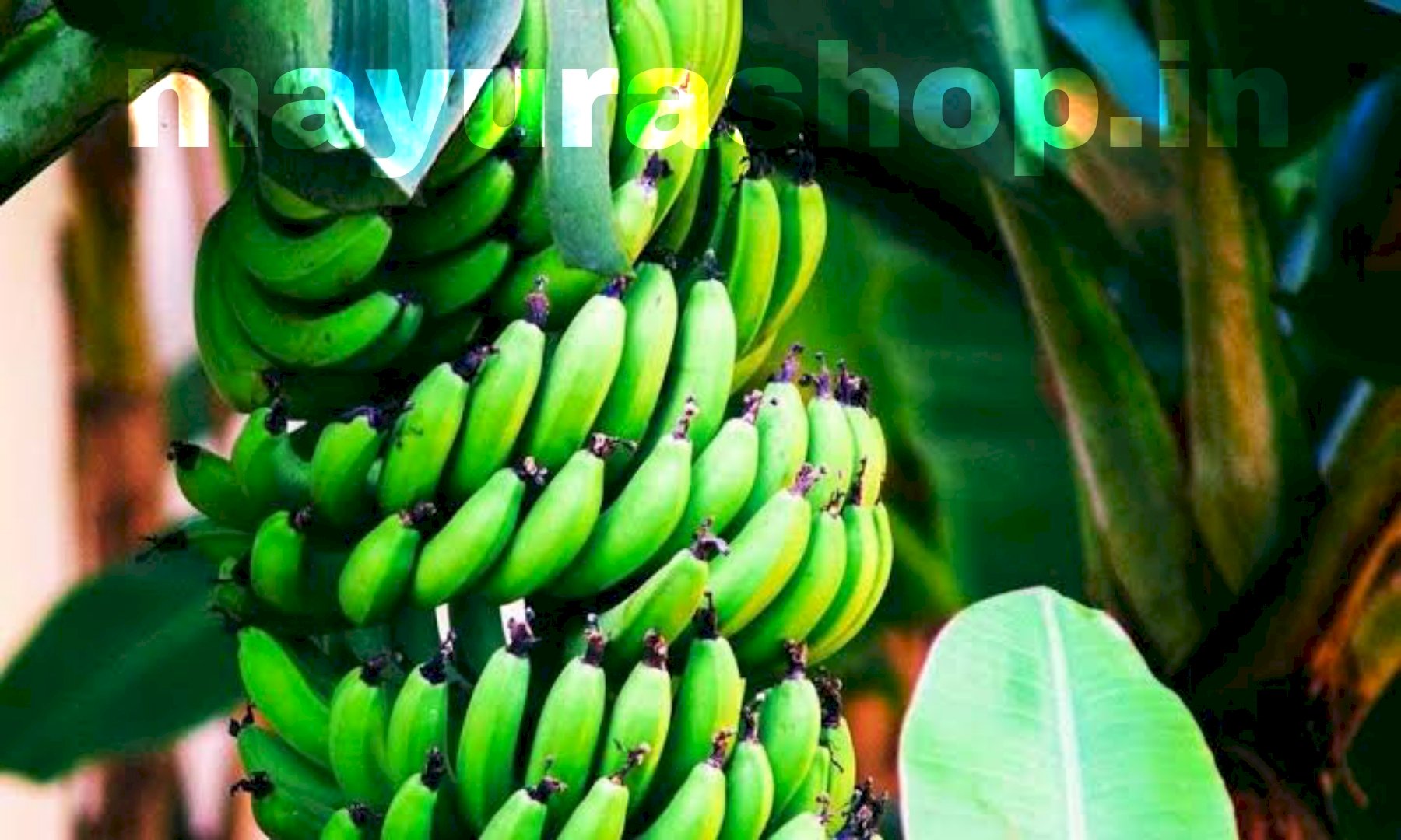 பச்சை நாடன் பழம்