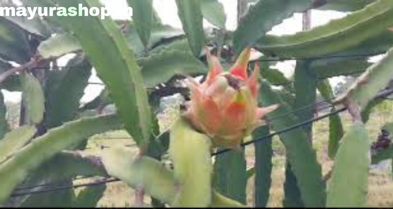 Dragon fruit Plant -  டிராகன் பழம் செடி 