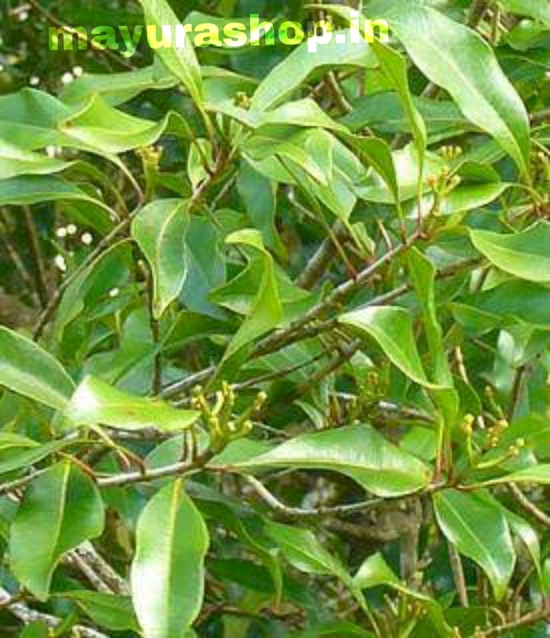 கிராம்பு செடி Cloves 