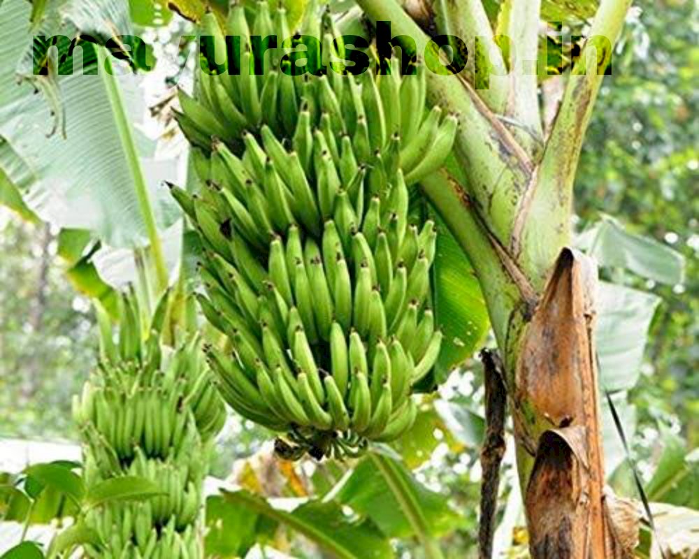 nenthiram banana tree நேத்திரம் வாழை