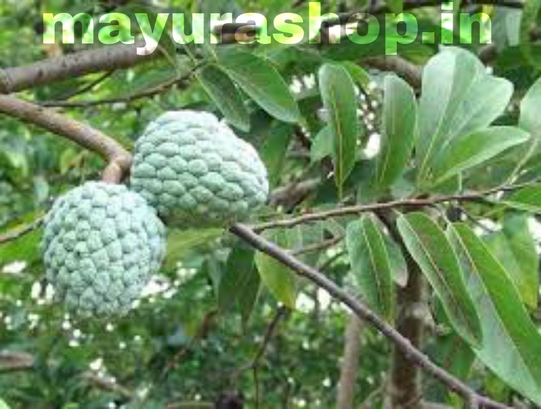 சீதாப்பழம் செடி