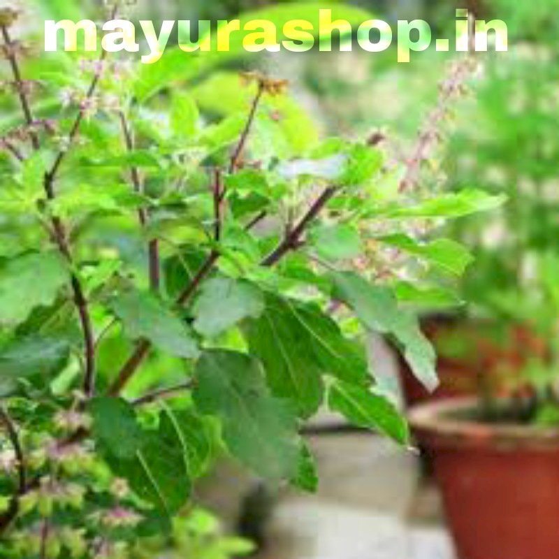 லட்சுமி துளசி
