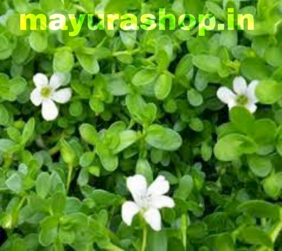 நீர்ப்பிரமி (Waterhyssop)