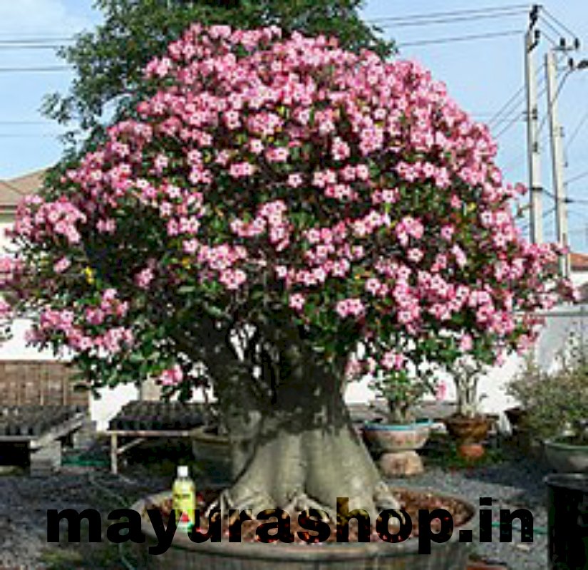 Atiniyam Plant