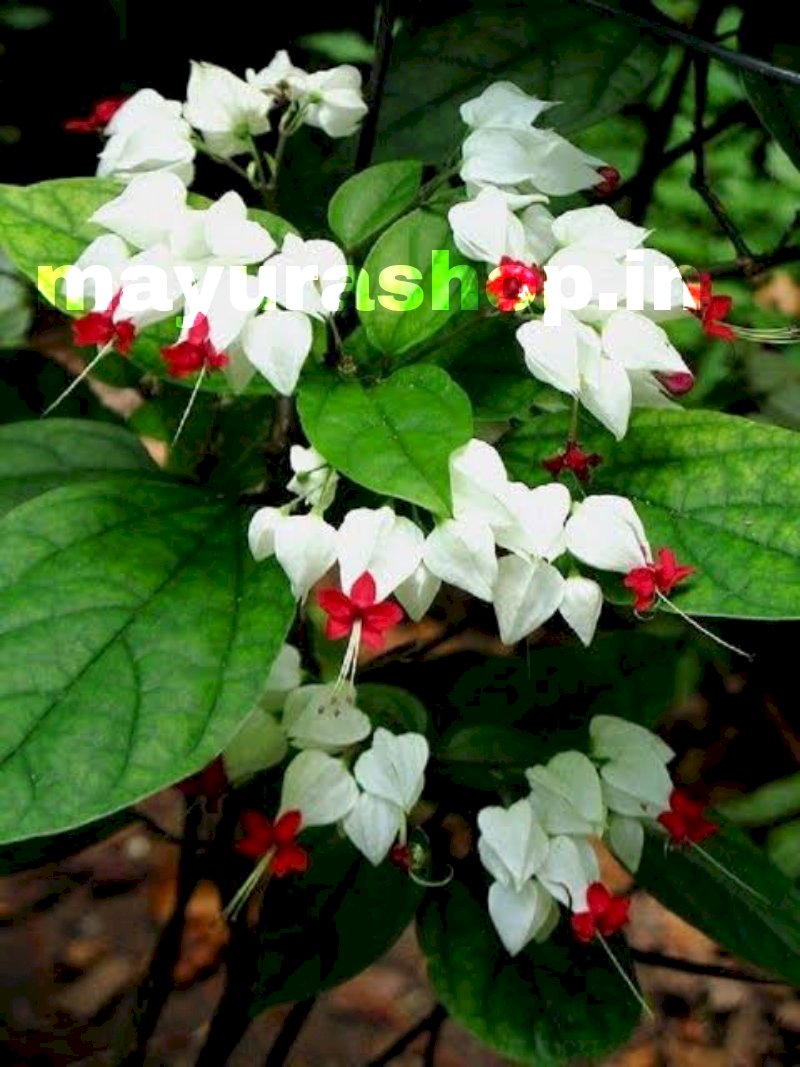 bleeding heart white 