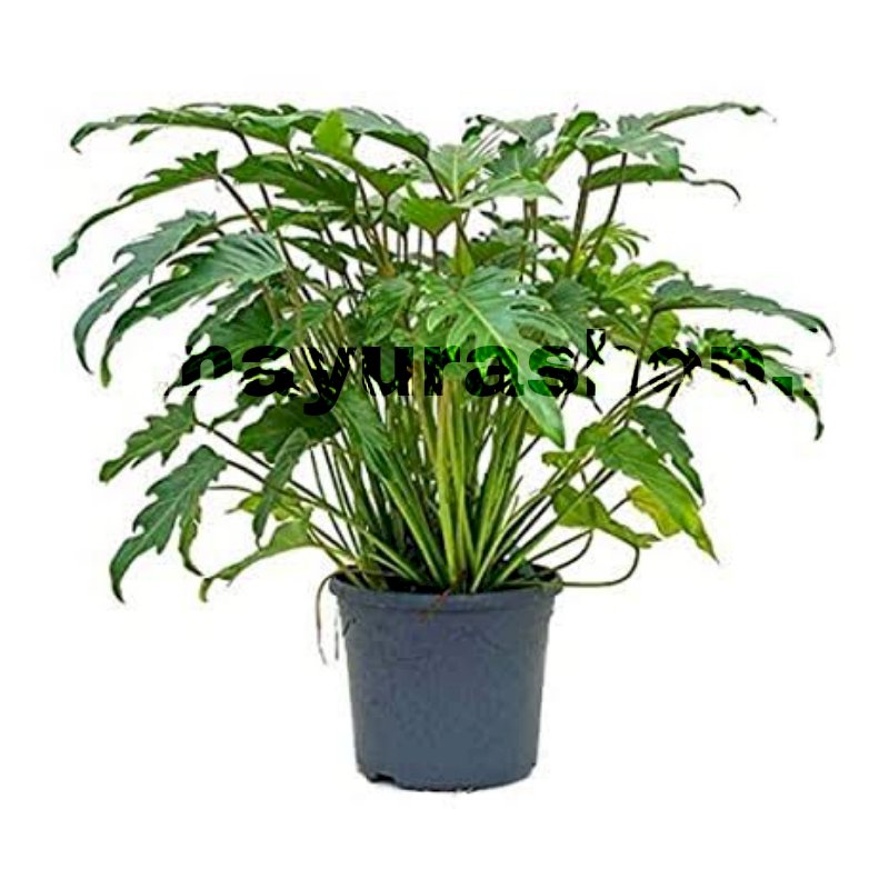 Philodendron Indoor Plant Dark  Green