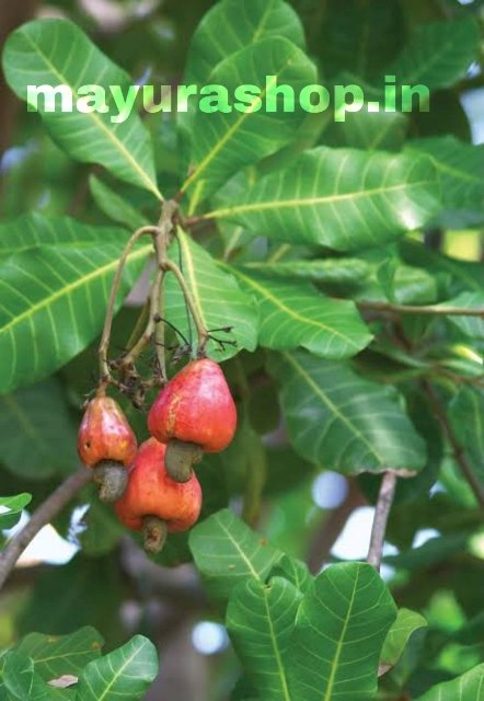 Cashew Plant முந்திரி செடி