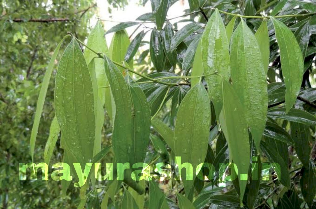 பிரியாணி இலை மரம்