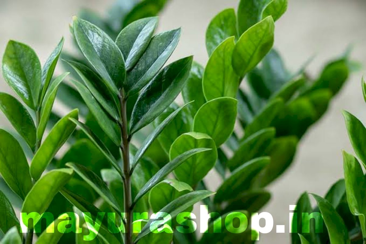 z z plant [indoor]