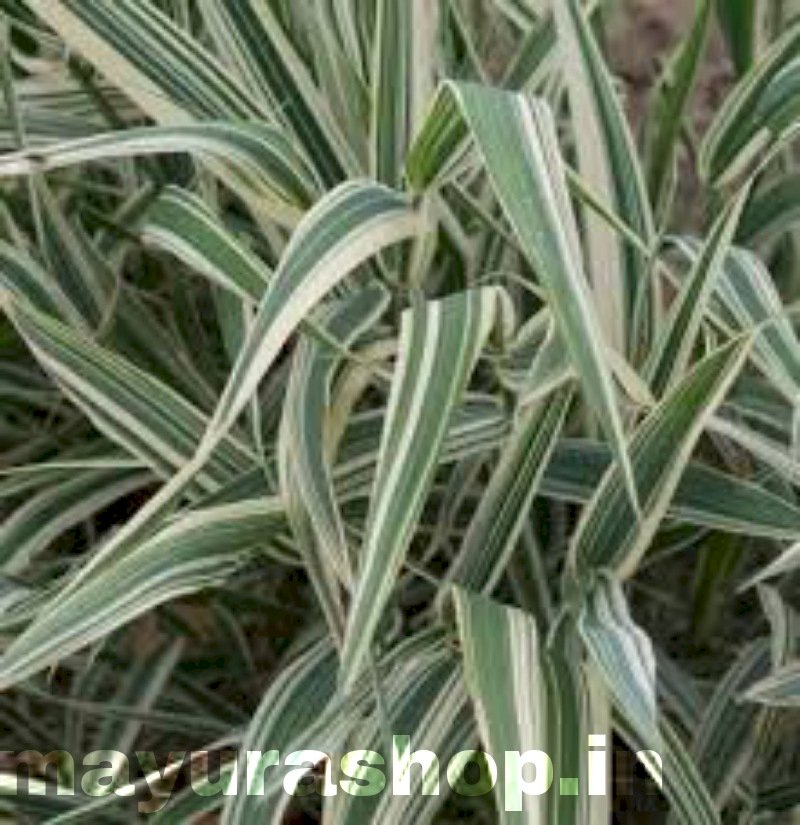 Ribbon Grass  Indoor