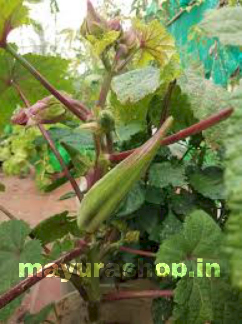 மரவெண்டை-விதை