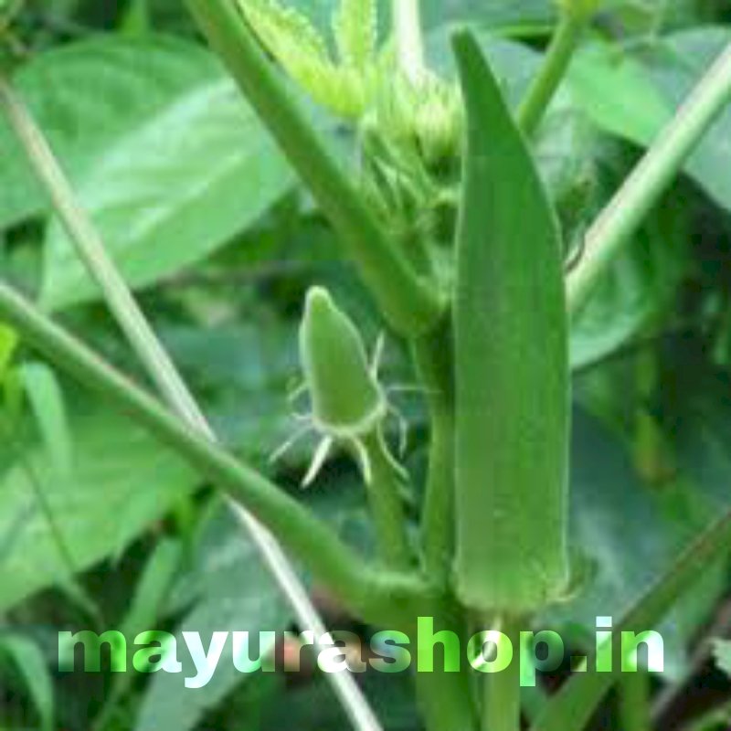 பச்சை வெண்டை-விதை