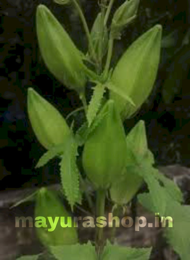 கஸ்தூரி வெண்டை-விதை siriyathu