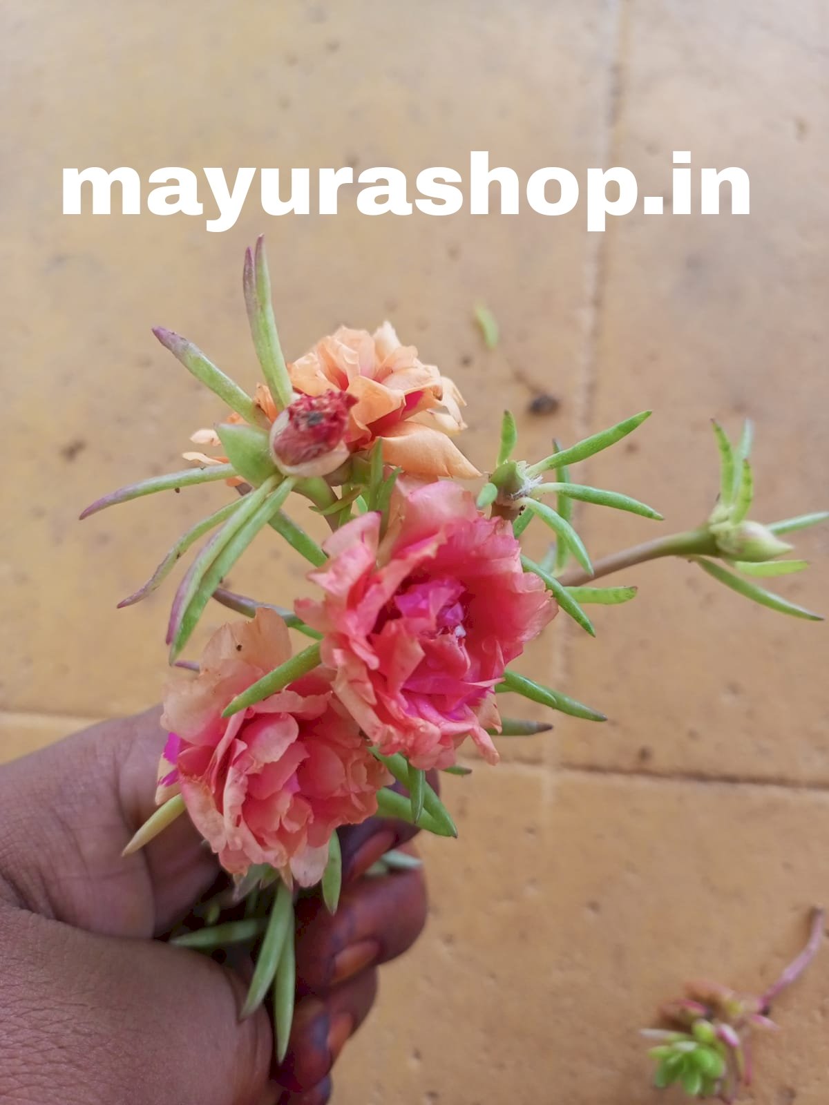 Table Rose T12
