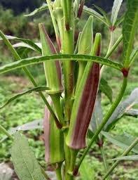 டபுள் கலர் வெண்டை-விதை